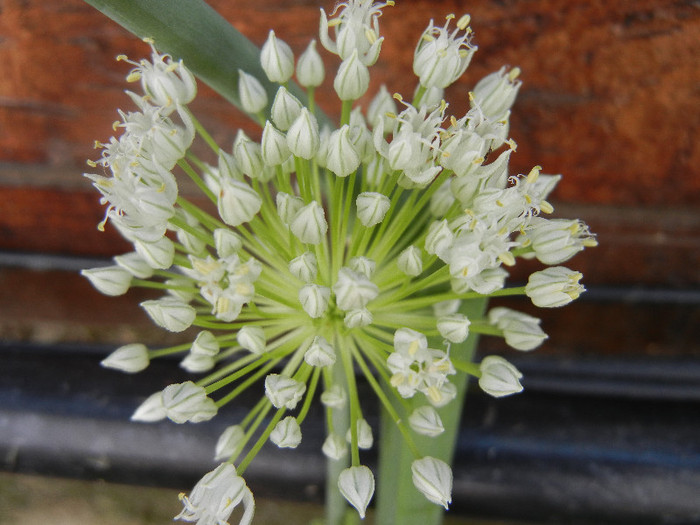 Allium cepa. Onion (2012, June 22)