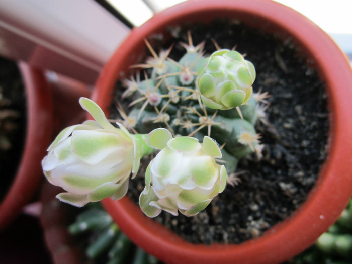 Gymnocalycium