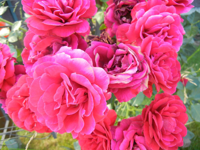 Rose Blaze Superior (2012, June 22) - Rose Blaze Superior