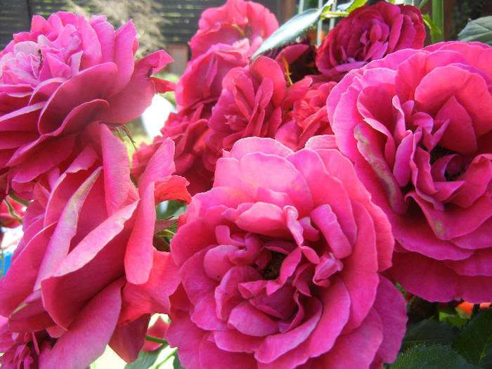 Rose Blaze Superior (2012, June 22) - Rose Blaze Superior