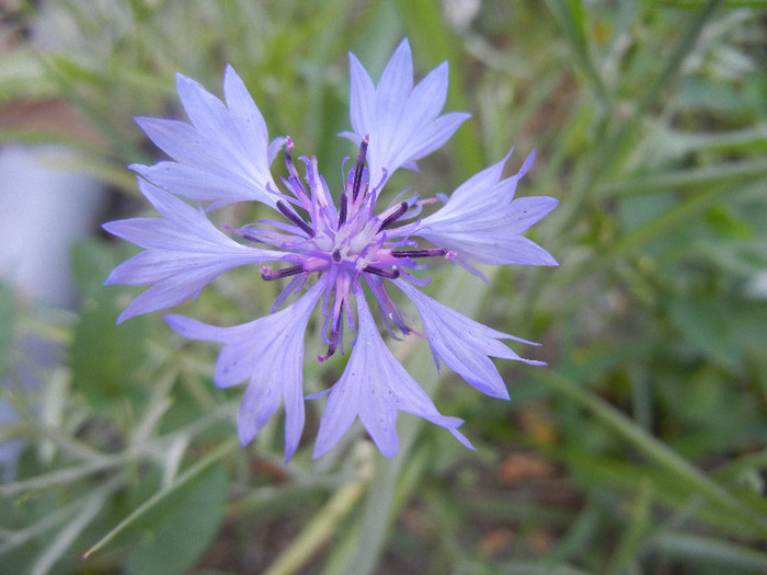 Centaurea cyanus Blue (2012, June 22) - Centaurea cyanus Blue