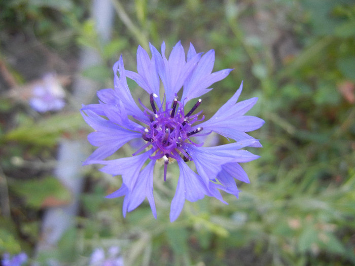 Centaurea cyanus Blue (2012, June 22)