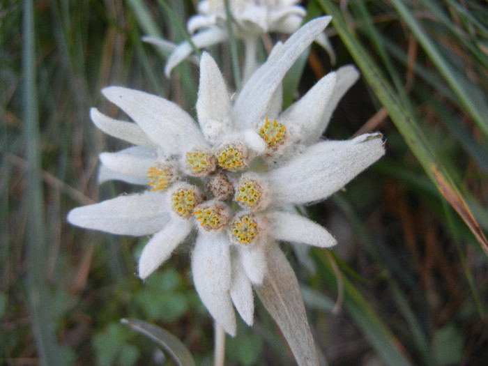 Leontopodium alpinum (2012, June 22)