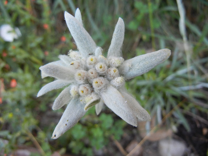 Leontopodium alpinum (2012, June 22)