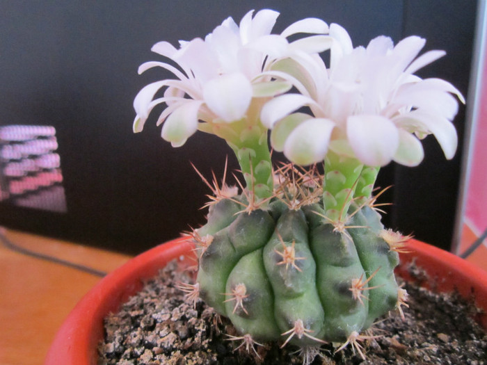 Gymnocalycium