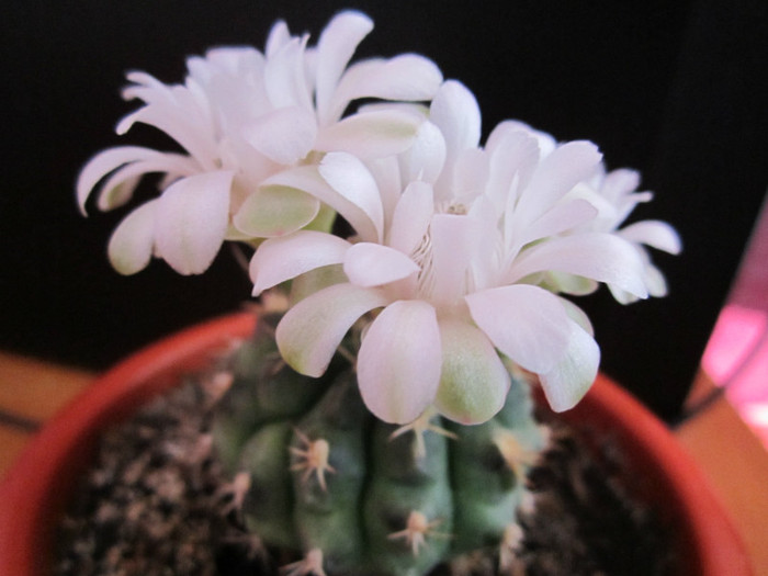 Gymnocalycium - cactusi - 2012