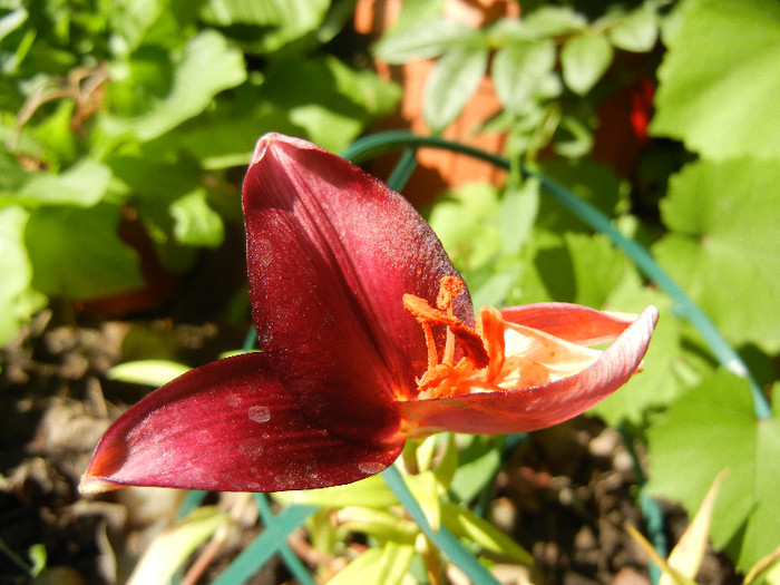 Burgundy lily, 22jun2012