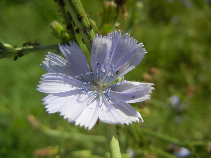 Common Chicory (2012, June 22) - Cichorium intybus_Cichory