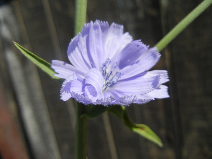 Common Chicory (2012, June 22) - Cichorium intybus_Cichory