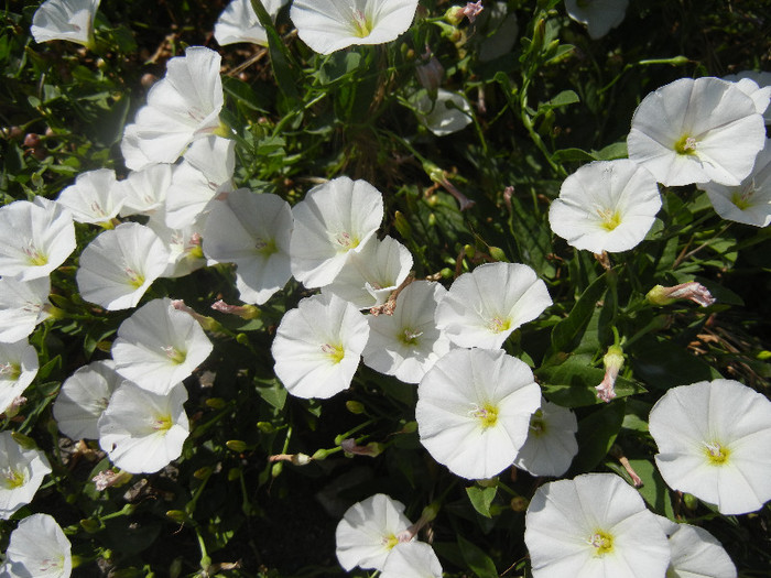 Field Bindweed (2012, June 22) - Convolvulus arvensis