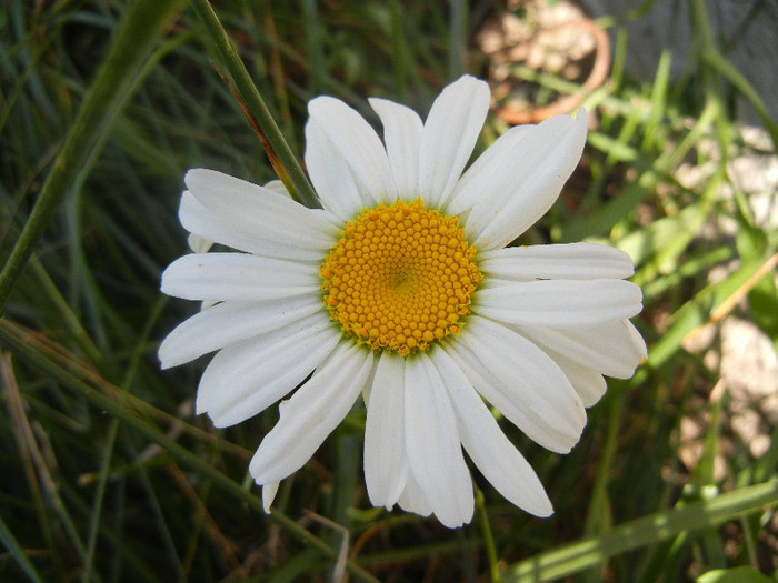 Ox-eye Daisy (2012, June 22) - DAISY Ox-eye Daisy