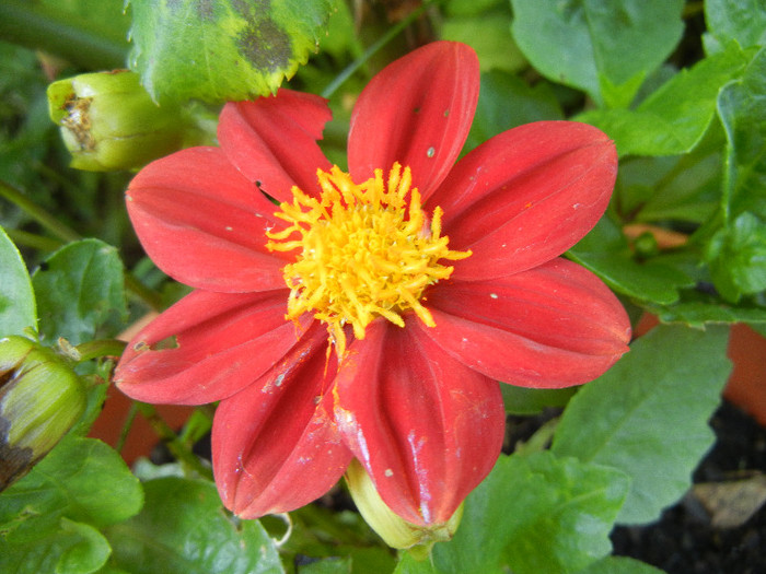 Dahlia Figaro Red (2012, June 20)