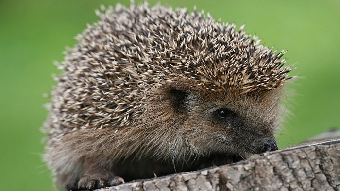 (274)