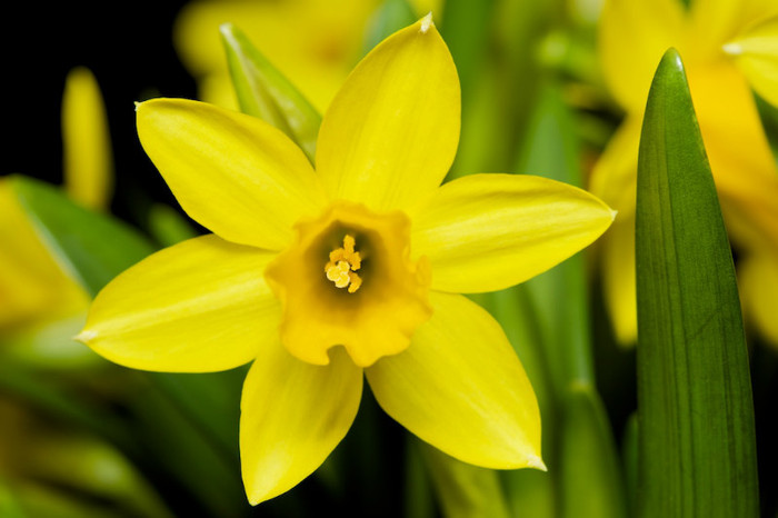 de-ce-iubim-narcisele