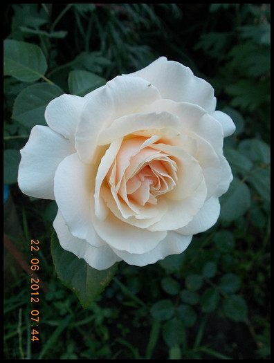 DSCN5072 - trandafiri 2012