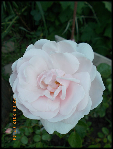 DSCN5073 - trandafiri 2012
