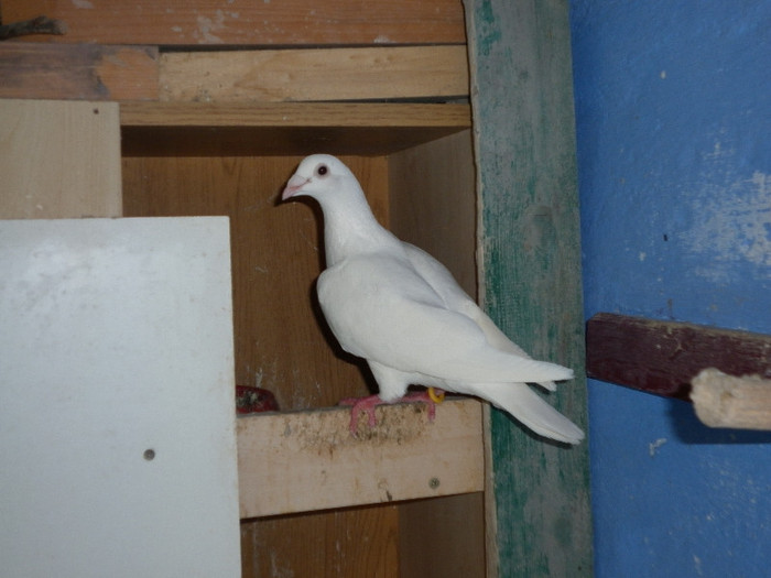 P1000649 - Porumbei postasi albi