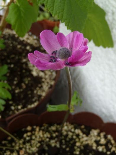 anemona - Flori