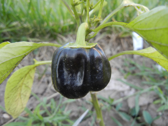 Bell Pepper Mavras (2012, June 16)