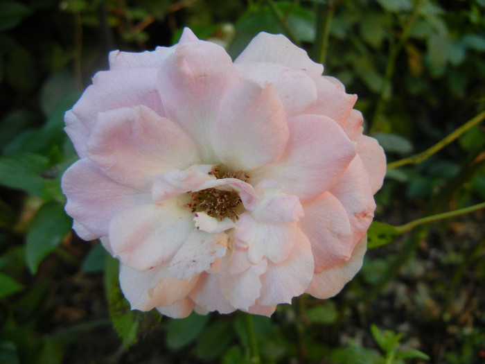 Pink Miniature Rose (2012, June 16) - Miniature Rose Pink