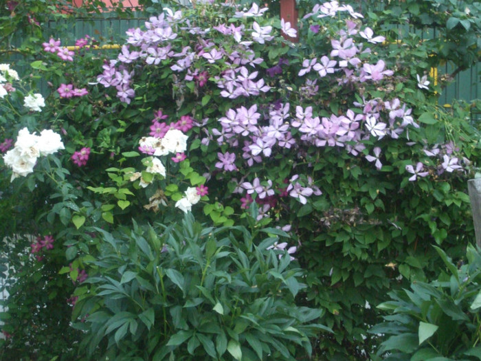 clematite