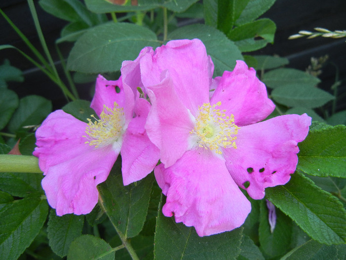 Rosa rugosa (2012, June 22)