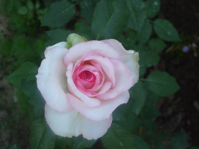 Rose Optimiste