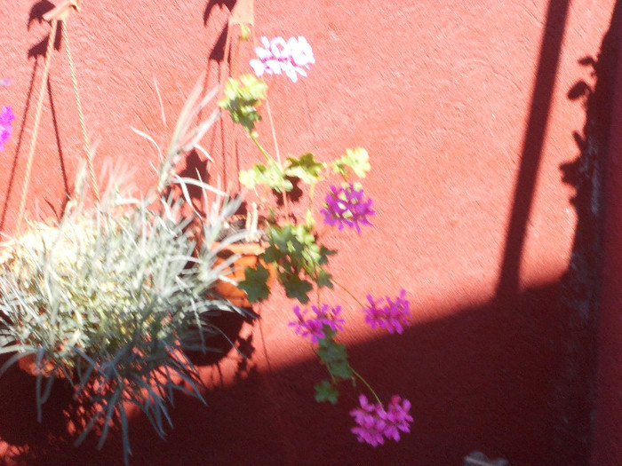 yyy 064 - 33-FLORI DE GRADINA 2012