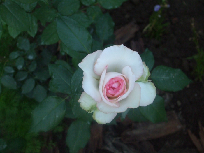 Rose Optimiste