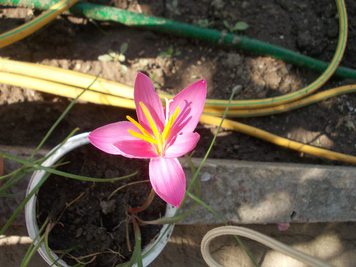 yyy 011 - 33-FLORI DE GRADINA 2012