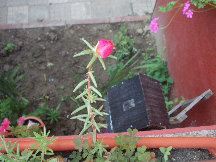 yyy 015 - 33-FLORI DE GRADINA 2012