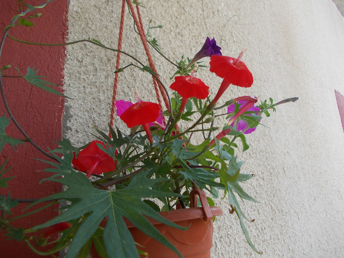 yyy 019 - 33-FLORI DE GRADINA 2012