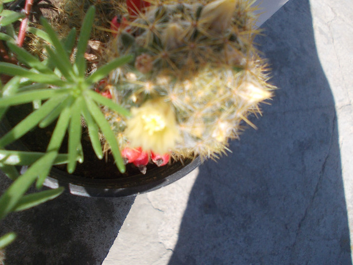 yyy 062 - CACTUSI INFLORITI 2012