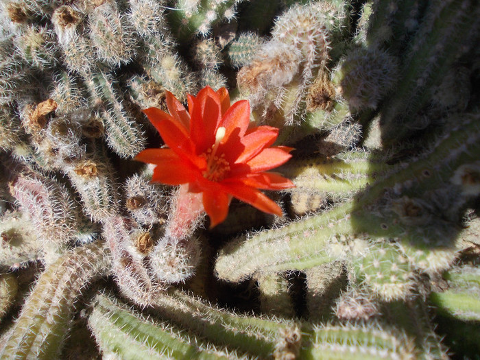 yyy 063 - CACTUSI INFLORITI 2012