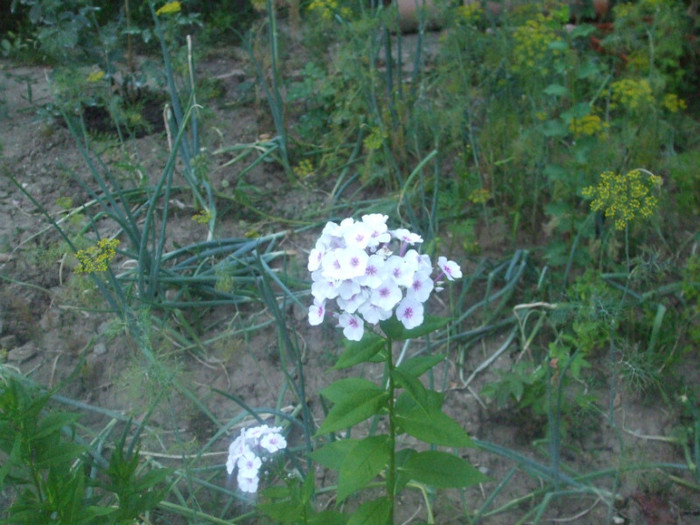 flori 2012 784