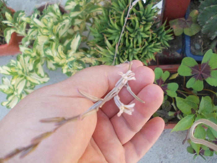 yyy 059 - CACTUSI INFLORITI 2012