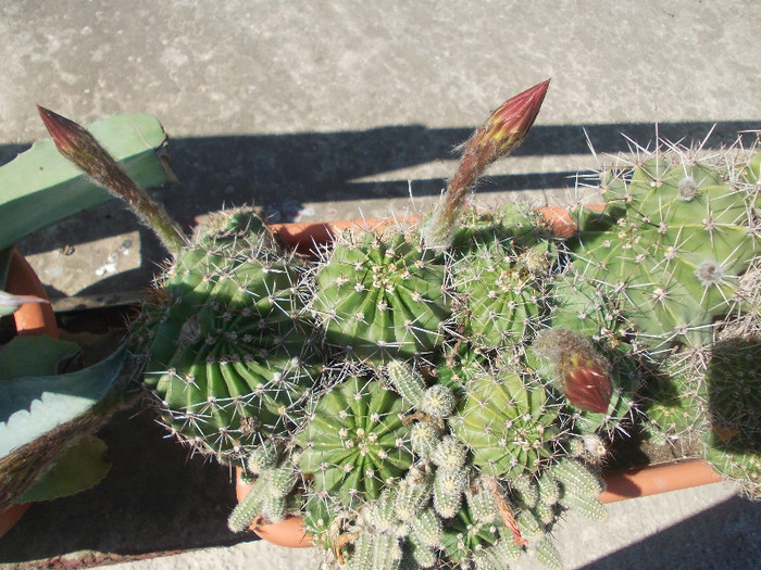 yyy 061 - CACTUSI INFLORITI 2012