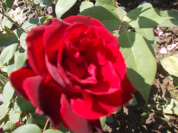 yyy 075 - 64-TRANDAFIRI DE GRADINA 2012