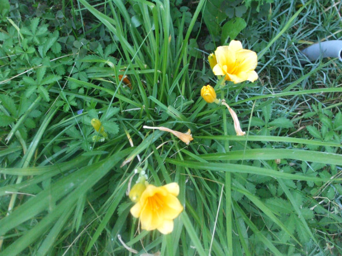 flori 2012 788