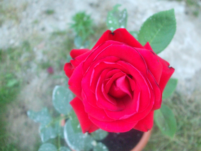 Madame Delbard