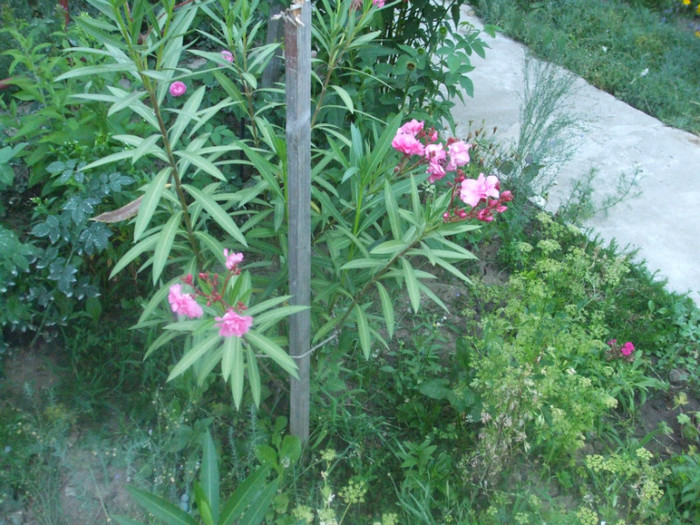 flori 2012 795