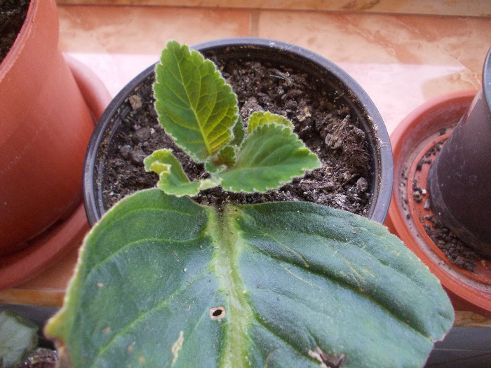 yyy 099 - GLOXINII SI FLORI  CU PROBLEME