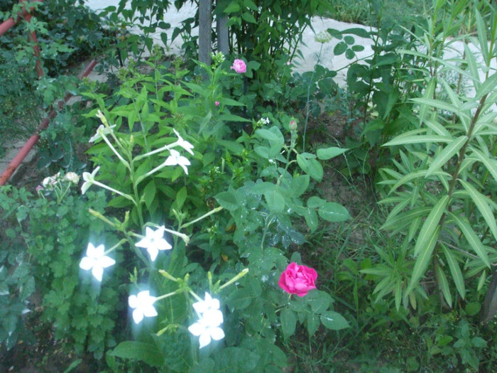 flori 2012 799