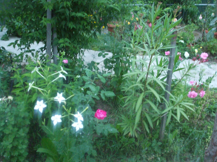 flori 2012 800