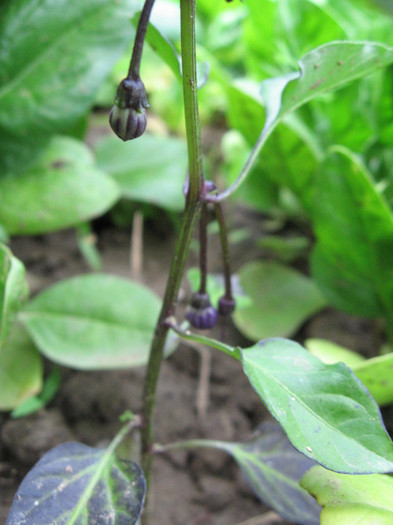 Picture 068 - 2012