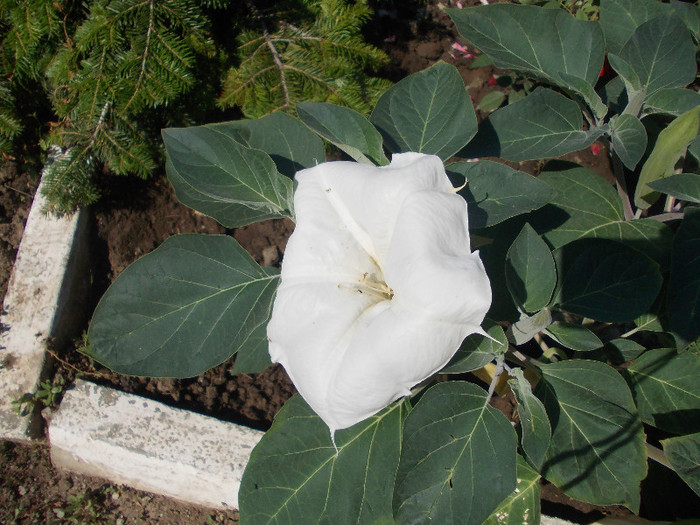 yyy 076 - Datura de gradina