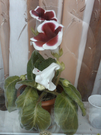 gloxinie Kaiser Friedrich - gloxinia 2012