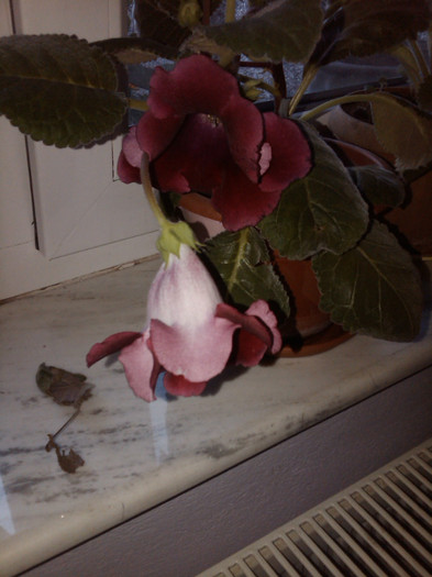 IMG00863-20120615-1902 - gloxinia 2012