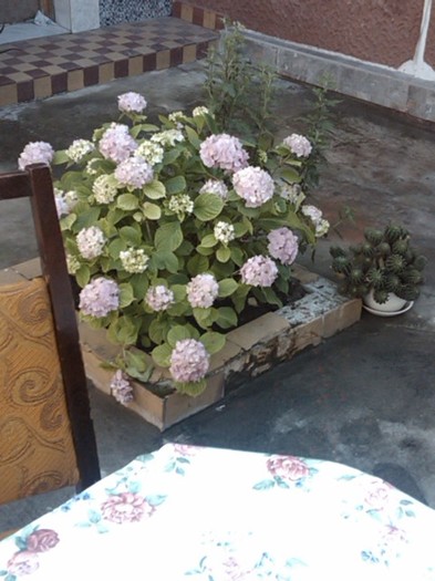 hortensie