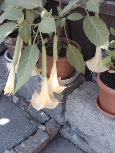 datura